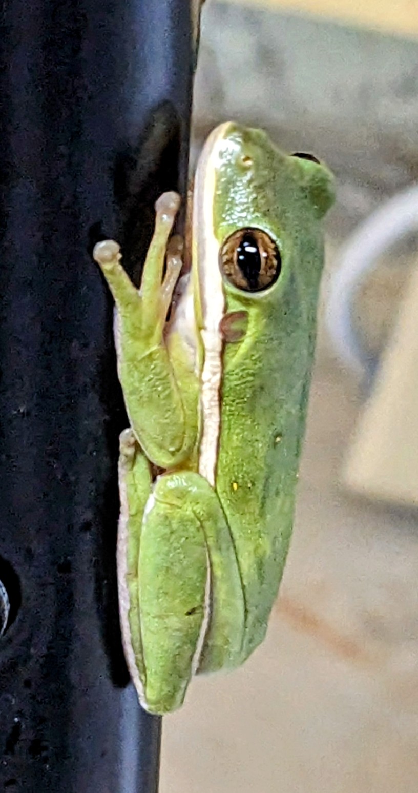 frog